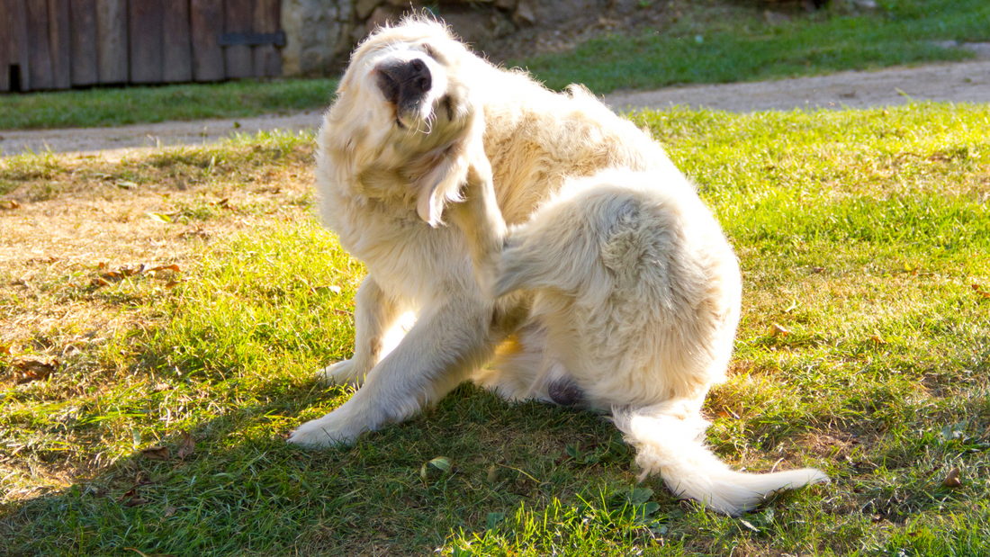 Hydrolyzed Protein in Dog Food: Why Labels Should Not Create Fear