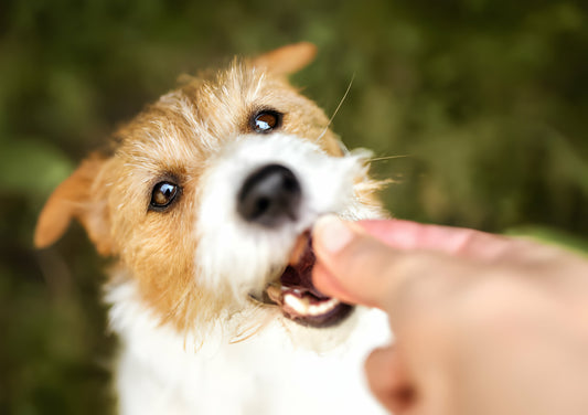 A Complete Guide on Ideal Dog Treats