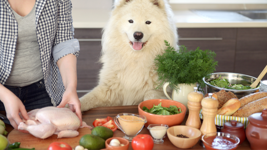 Is Home-Cooked Food Doing More Harm Than Good for Your Dog?