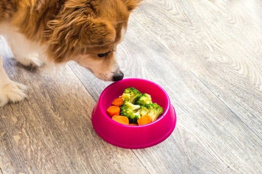 My Dog is a Vegetarian… He Doesn’t Enjoy Meat or Chicken