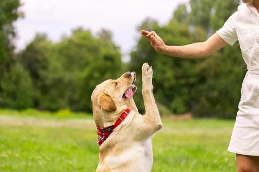 The Emotional Impact of Using Dog Treats as a Reward