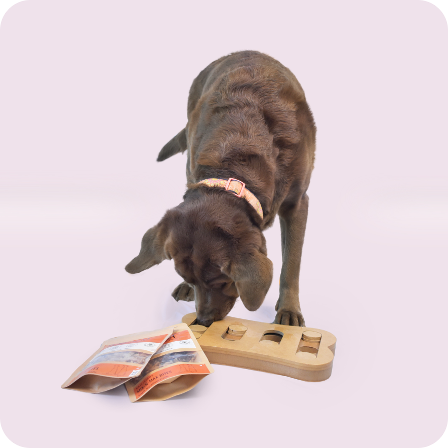 Buy Dog Bite-sized Treats Online at Affordable Price by Skylish India