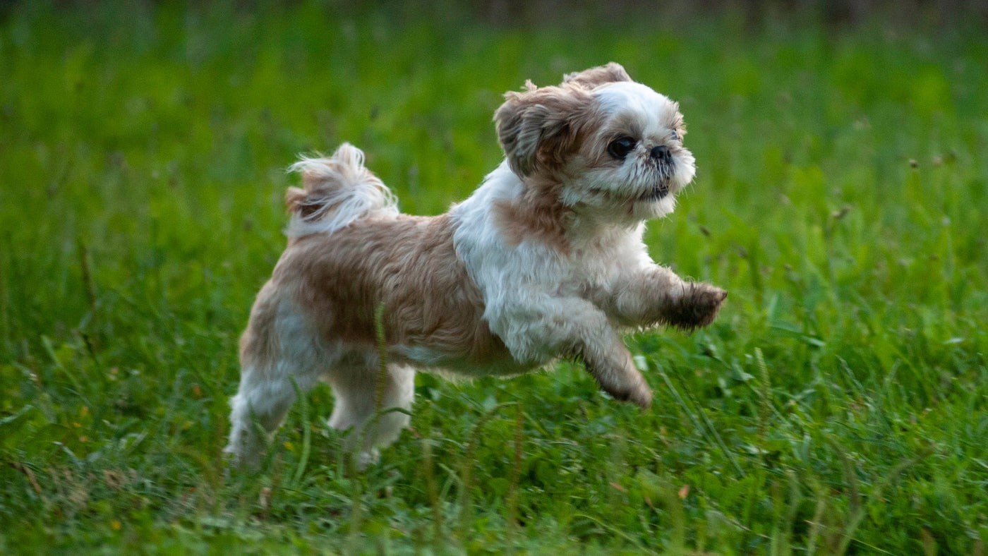 Small Dogs, Treats, Dog Treats