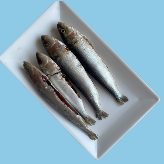 Fresh - Sardines (Whole Prey Fish) - Raw